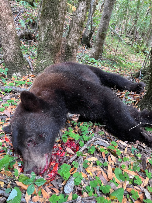 blackbearfront