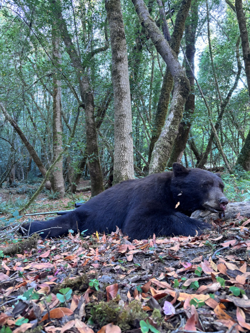 blackbearlog