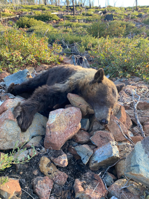 blackbearrock